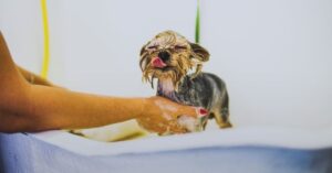 Is Power Washing Soap Safe for Pets on the Ground?